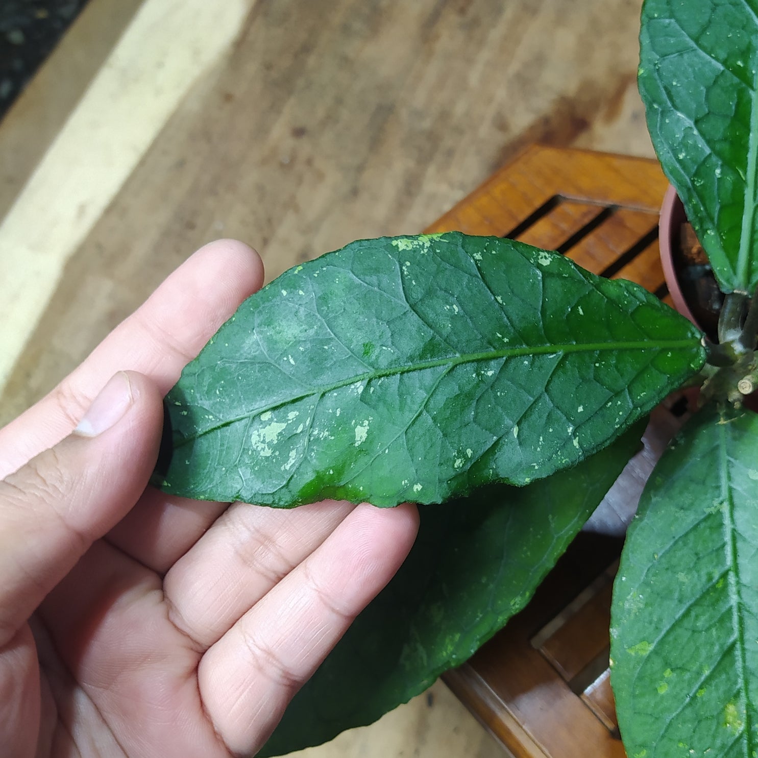 Hoya SP Aceh Gayo