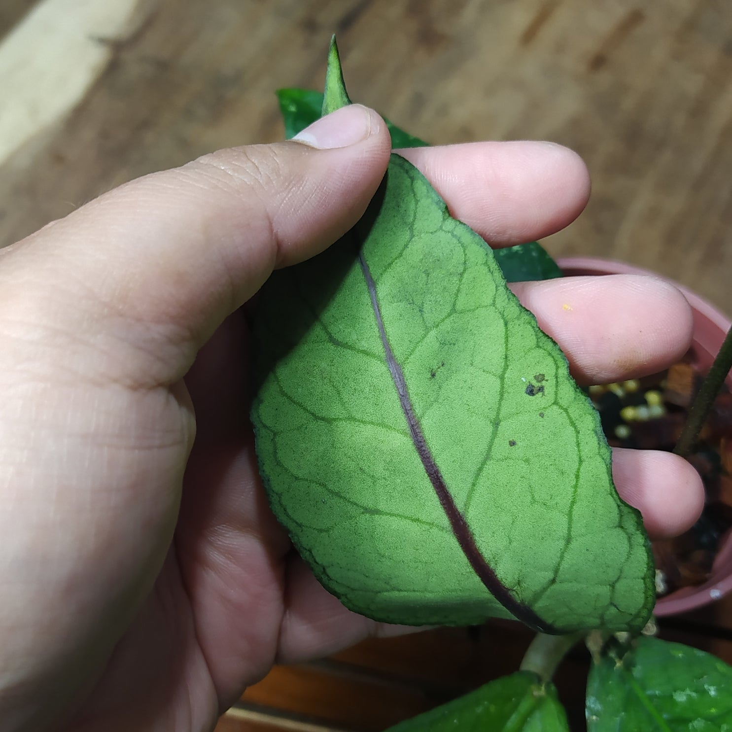 Hoya SP Aceh Gayo