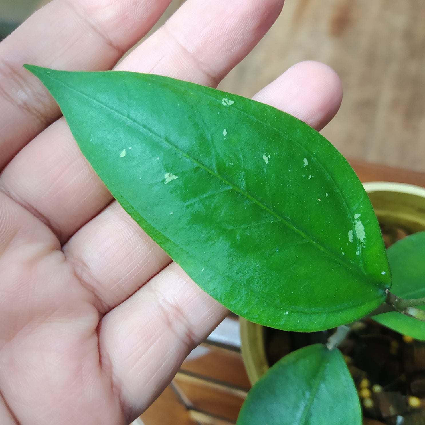 Hoya SP Aceh Gomas