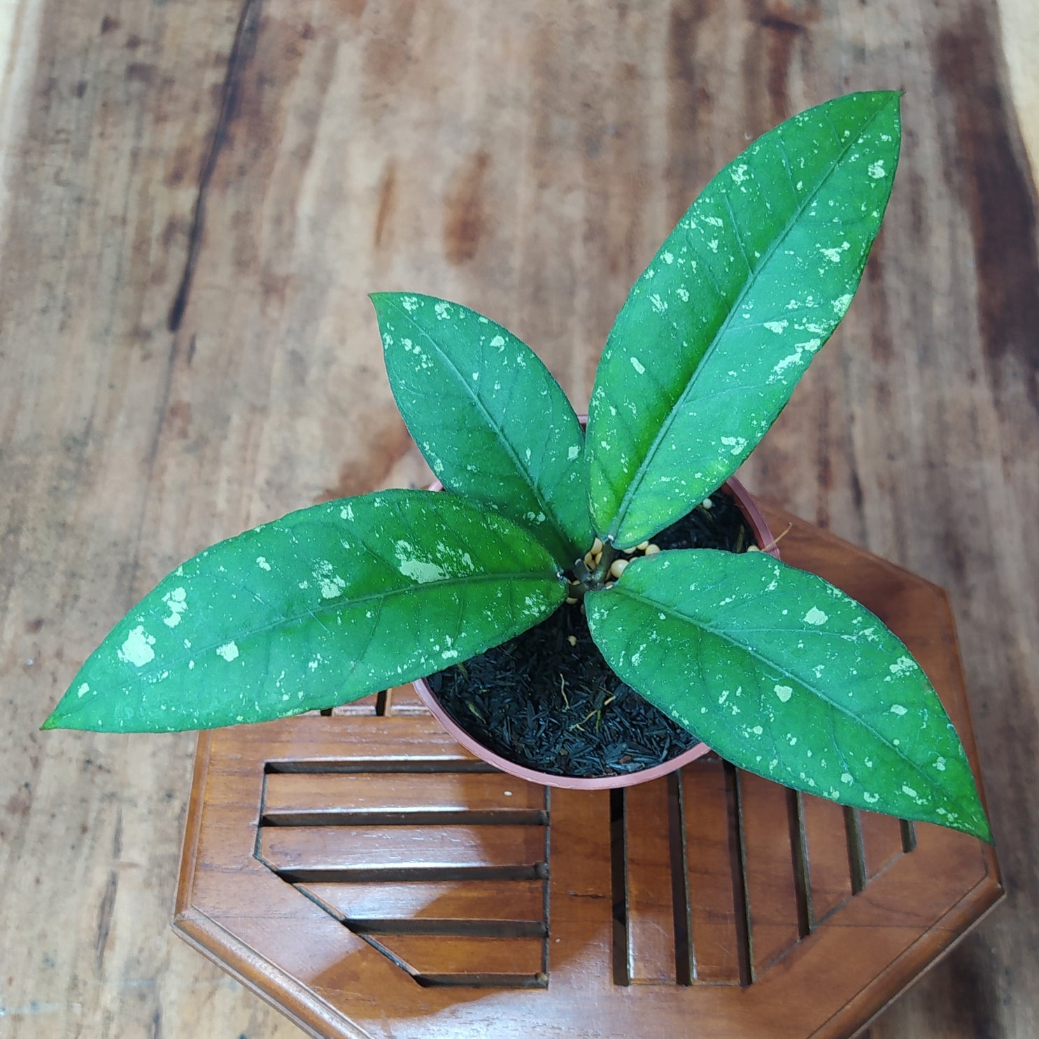 Hoya SP Blangkejeren