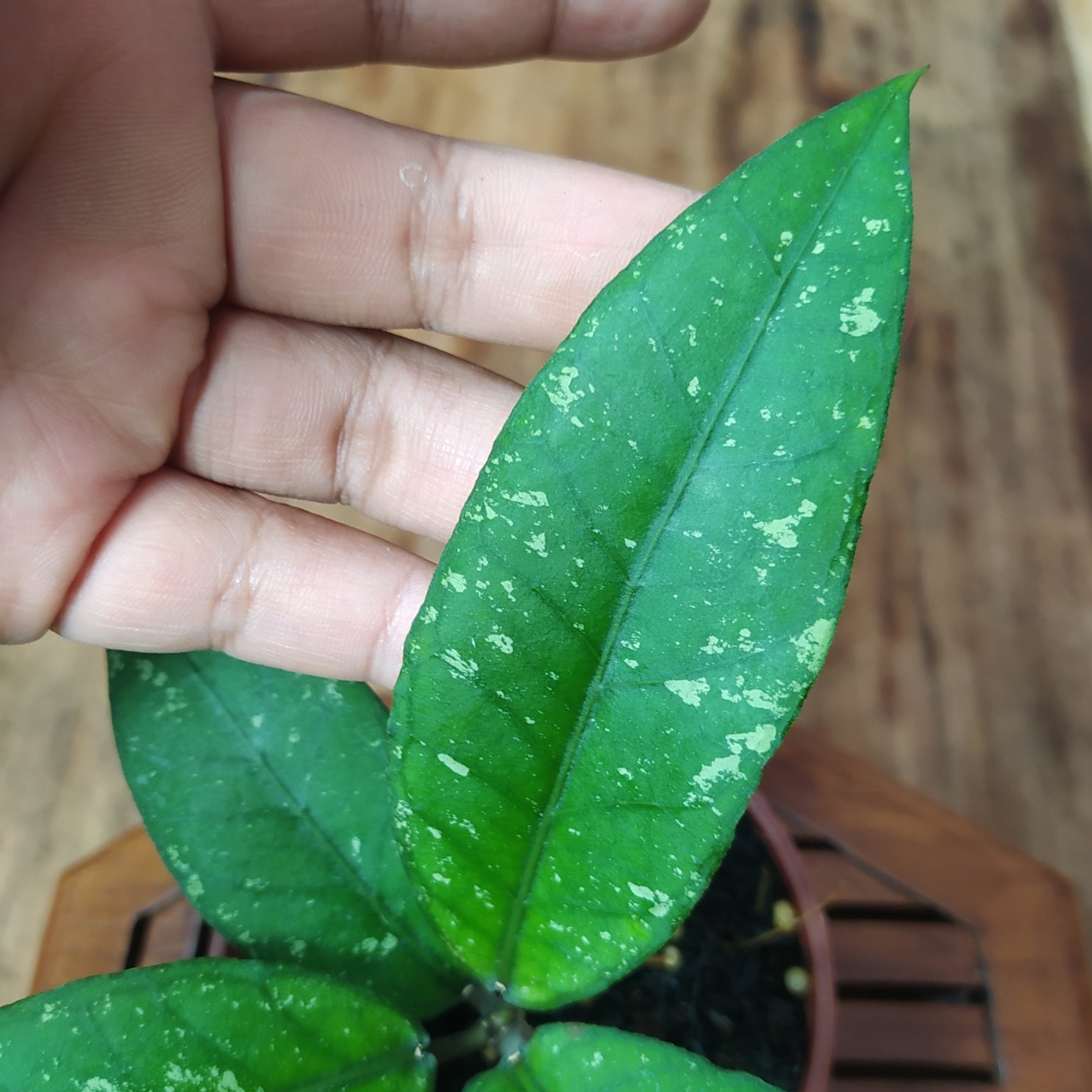 Hoya SP Blangkejeren