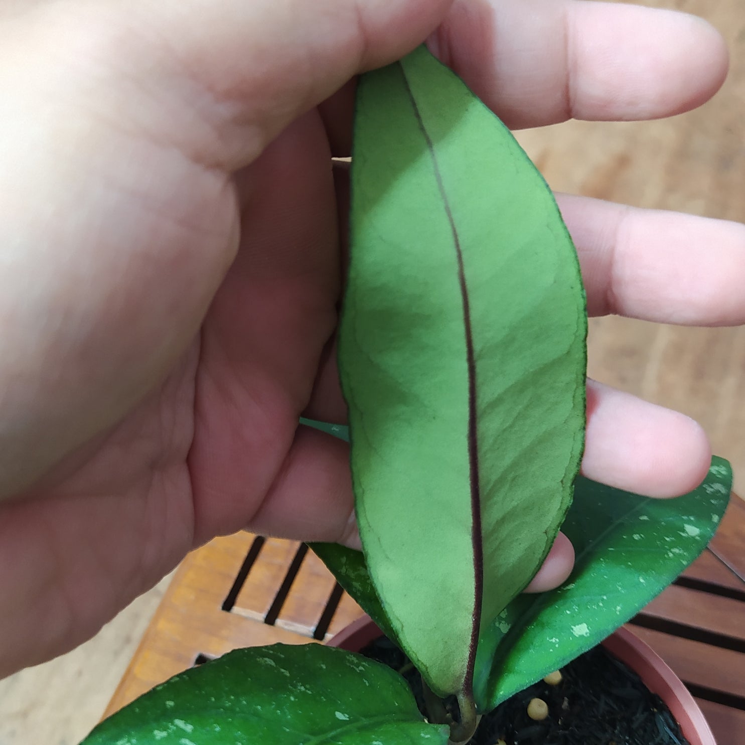 Hoya SP Blangkejeren