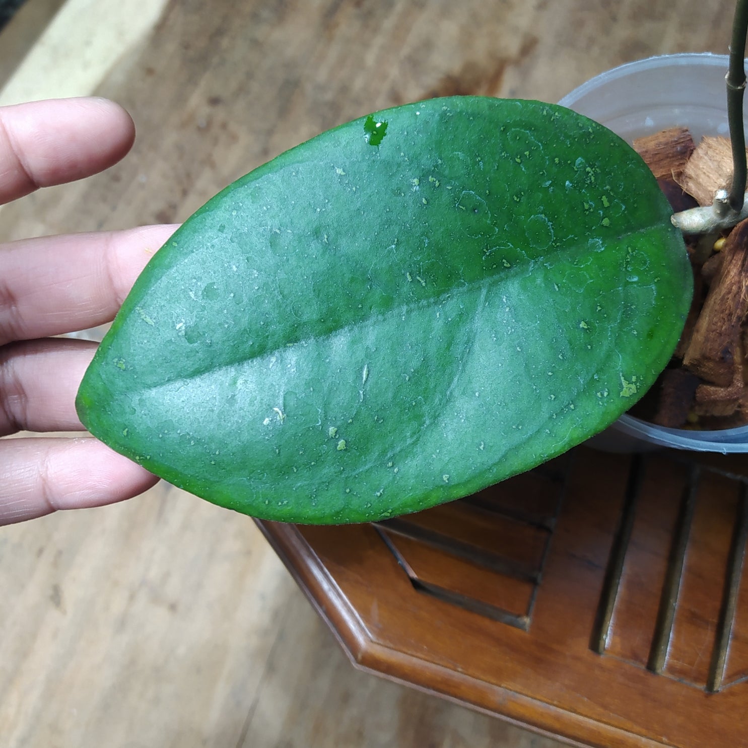 Hoya SP Cikidang