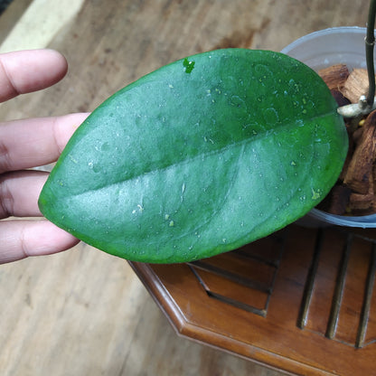 Hoya SP Cikidang