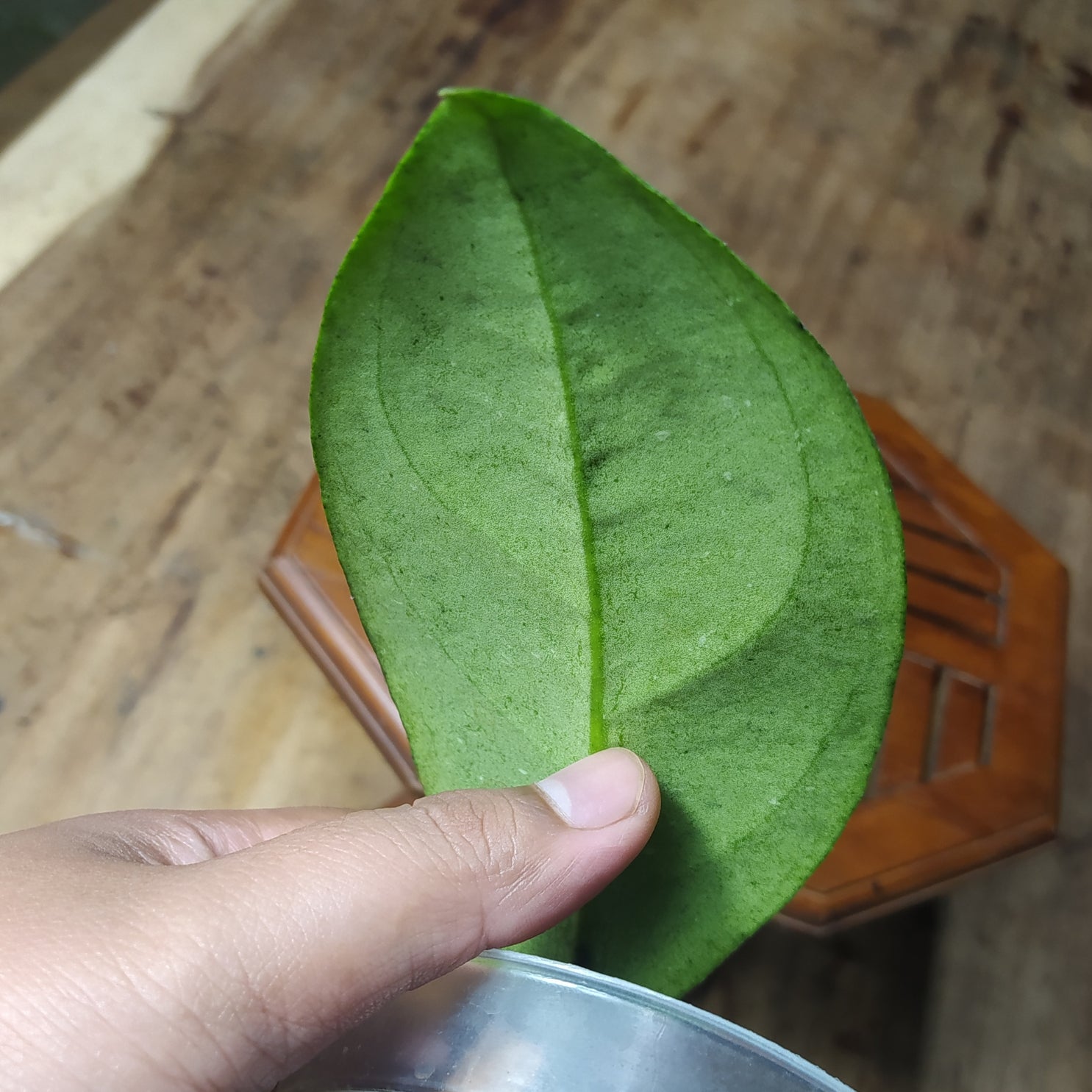 Hoya SP Cikidang