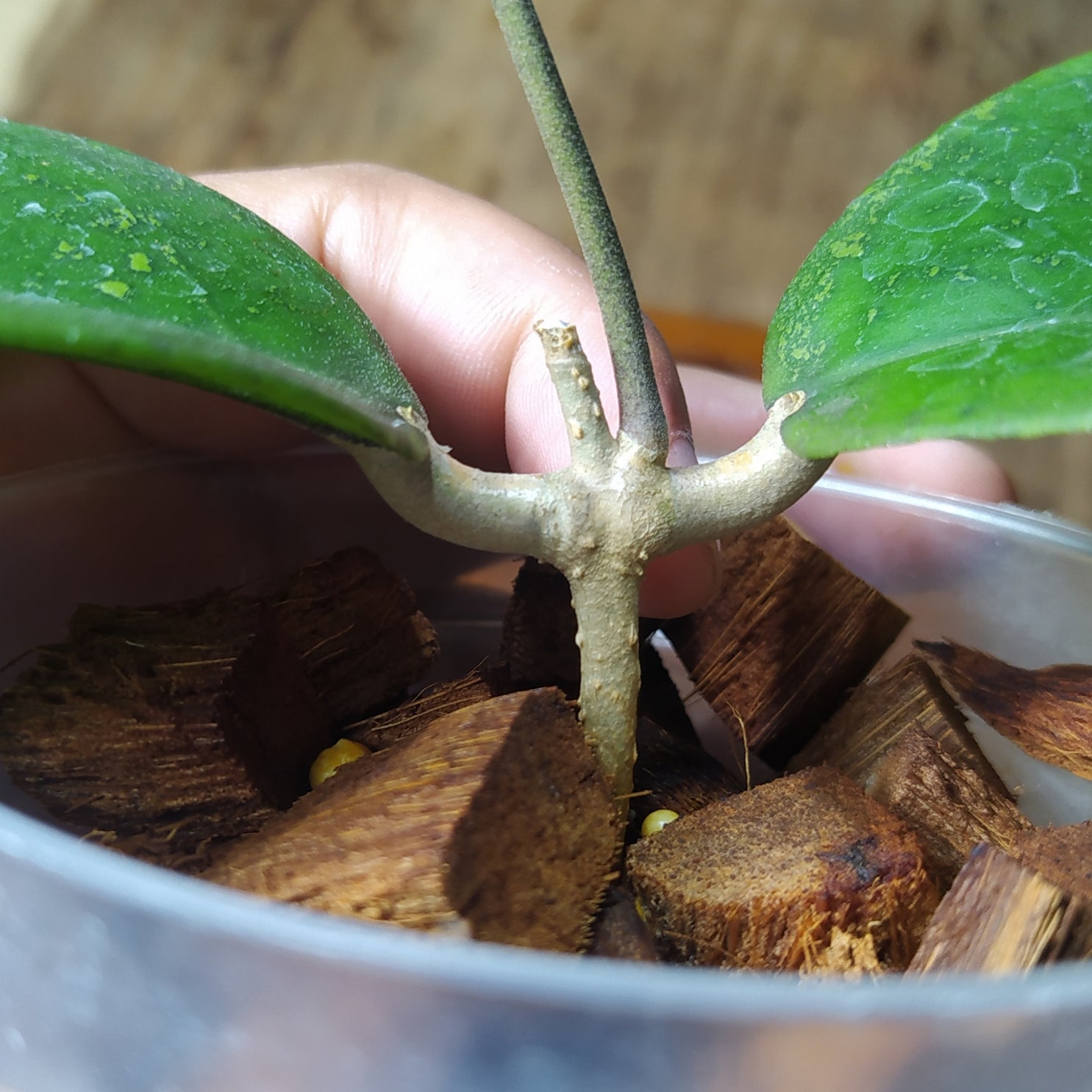 Hoya SP Cikidang