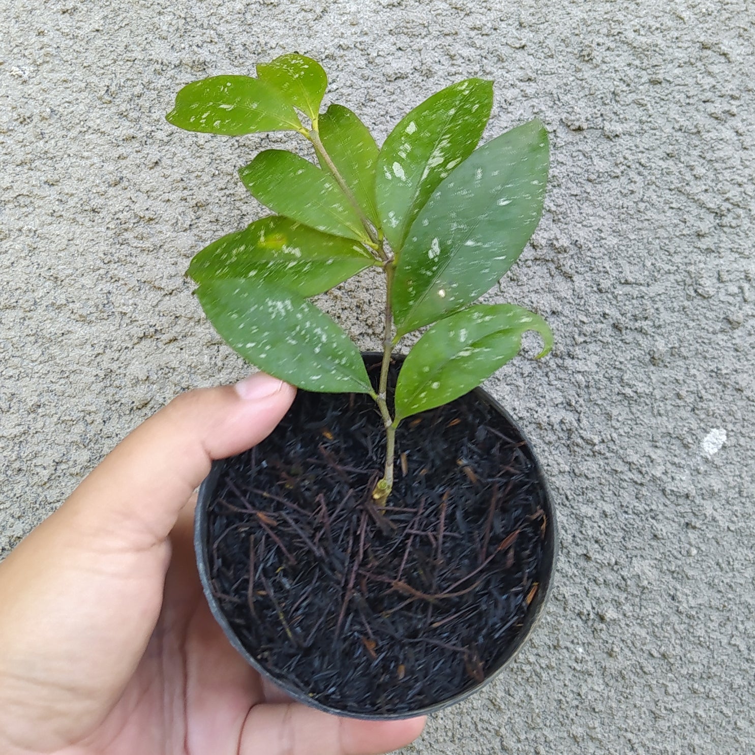 🎁 Hoya SP Garut (100% off)