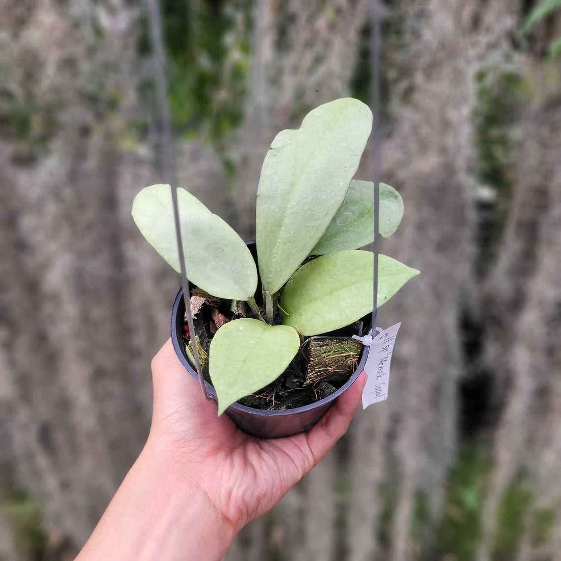 Hoya SP Menak Sopal