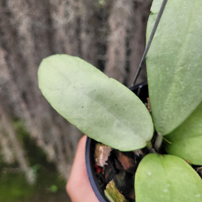 Hoya SP Menak Sopal