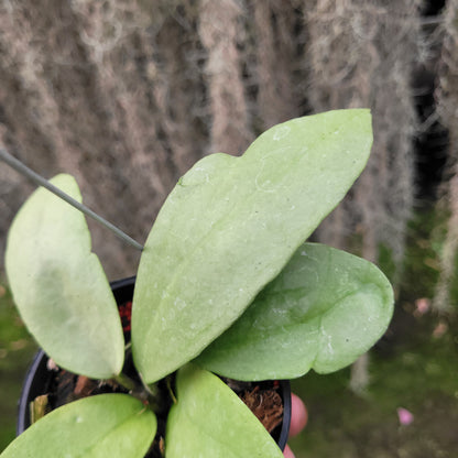 Hoya SP Menak Sopal