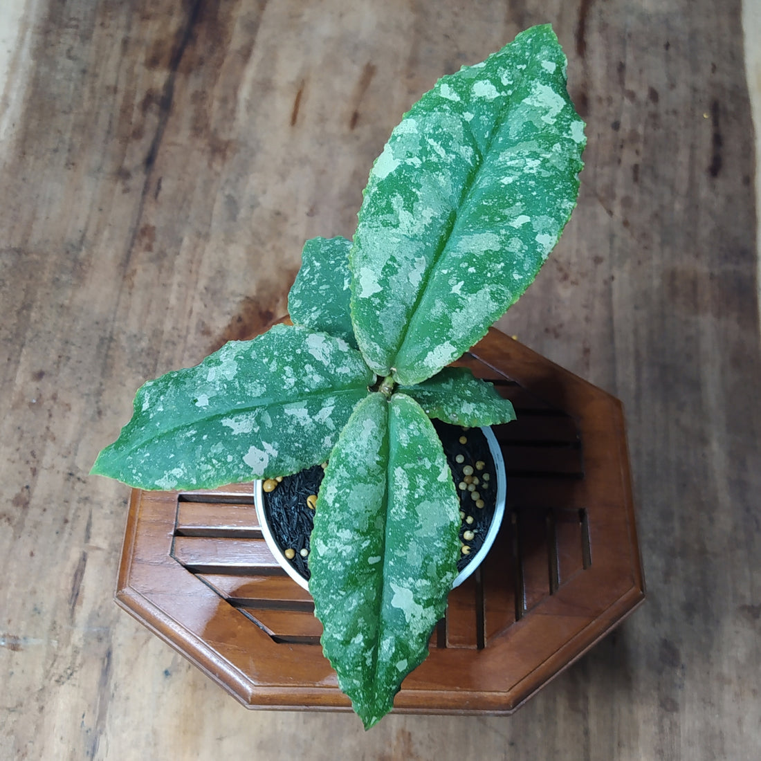 Hoya Undulata High Splash