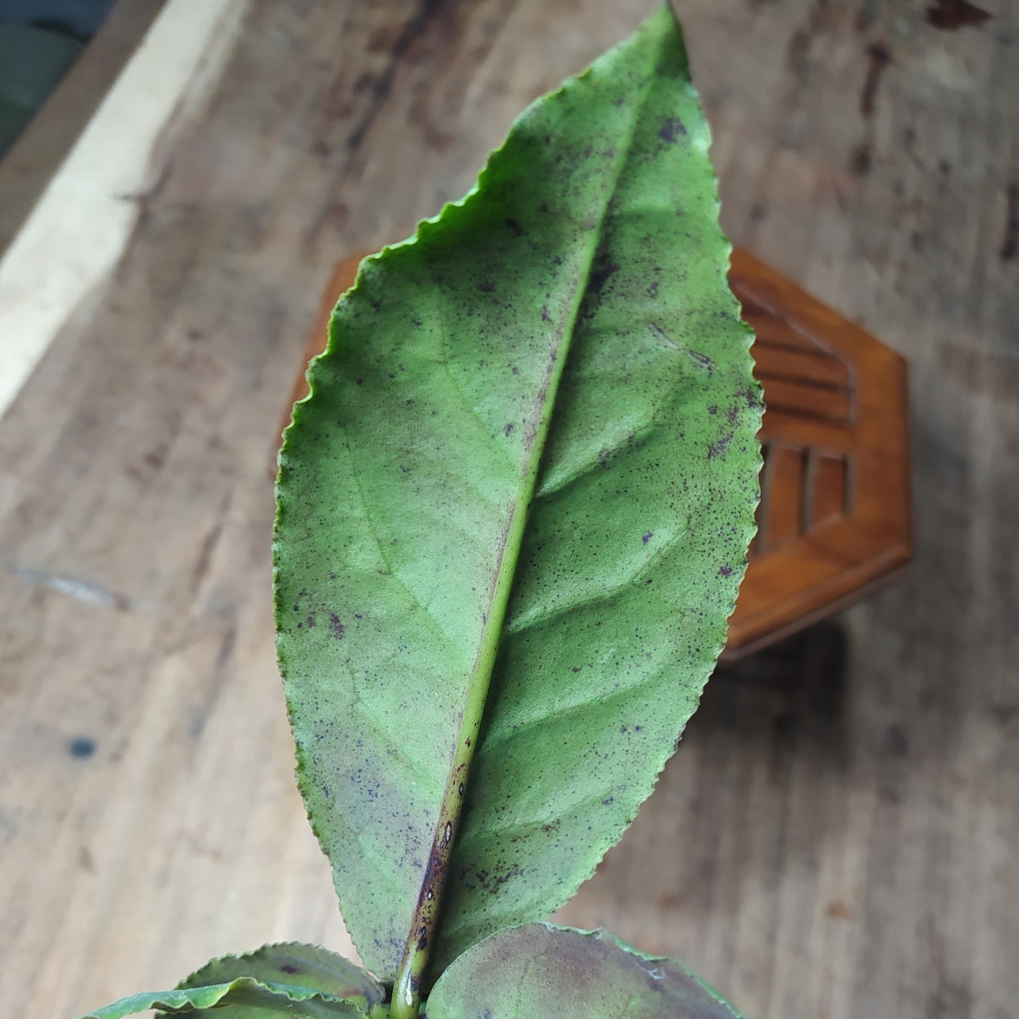 Hoya Undulata High Splash