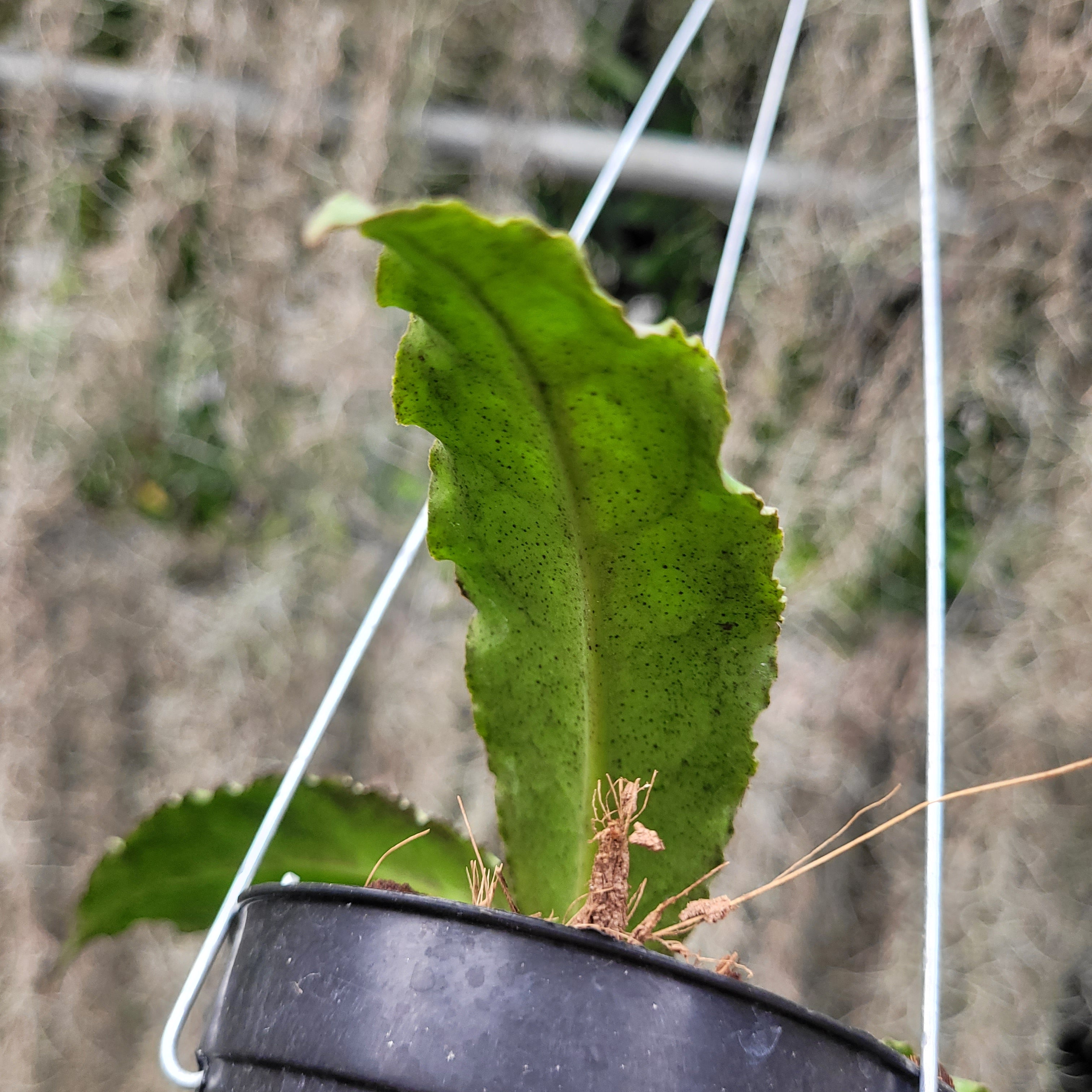 Hoya Undulata Silver VN-824