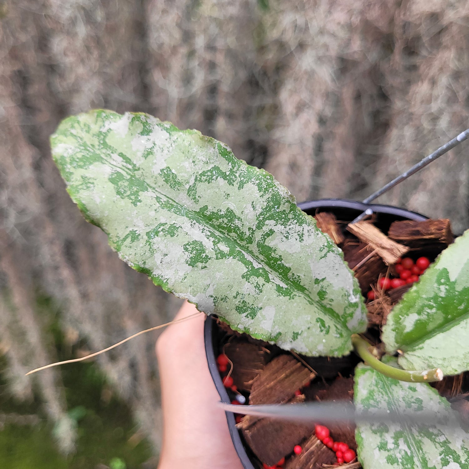 Hoya Undulata Silver VN-824