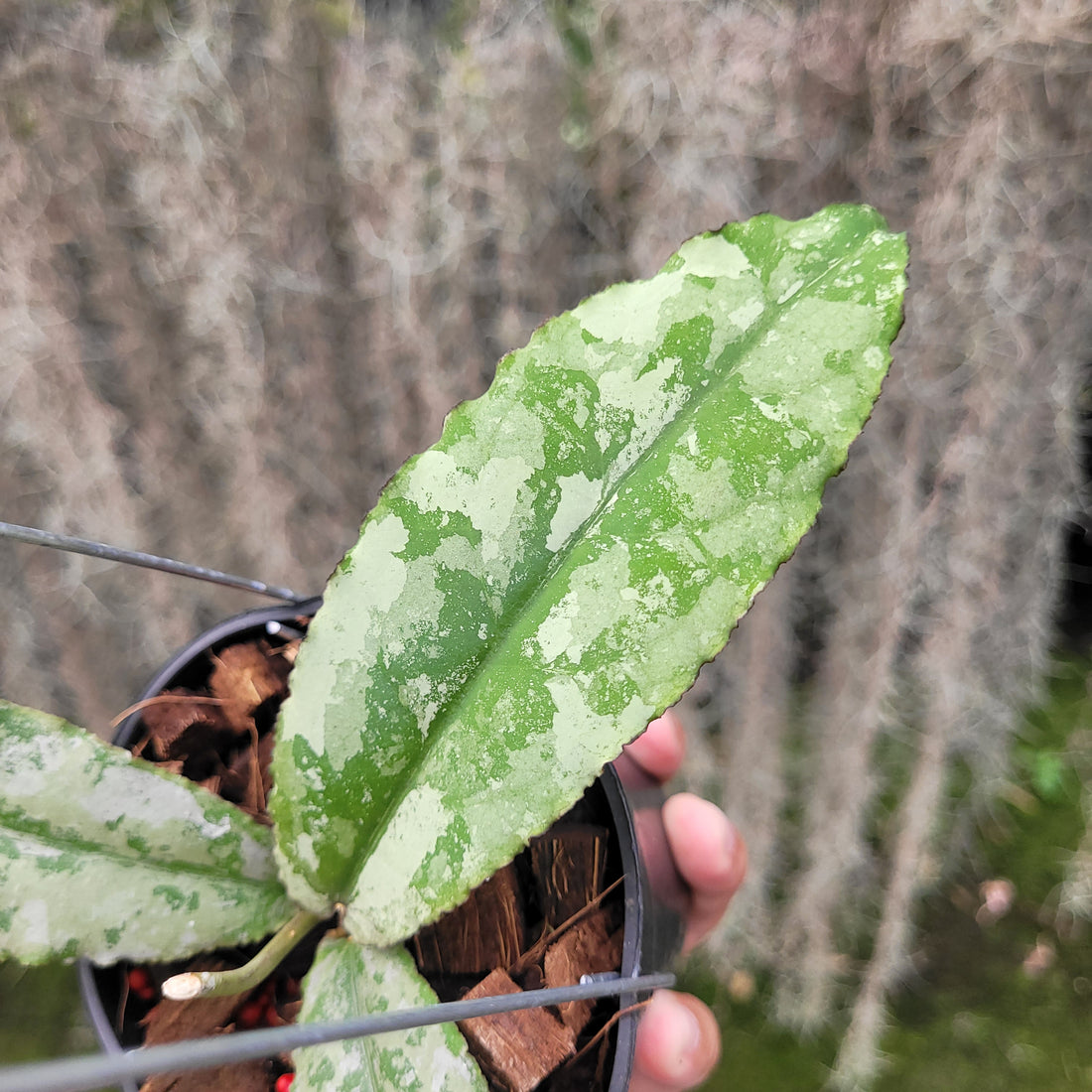 Hoya Undulata Silver VN-824