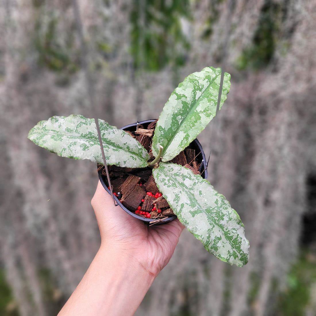 Hoya Undulata Silver VN-824