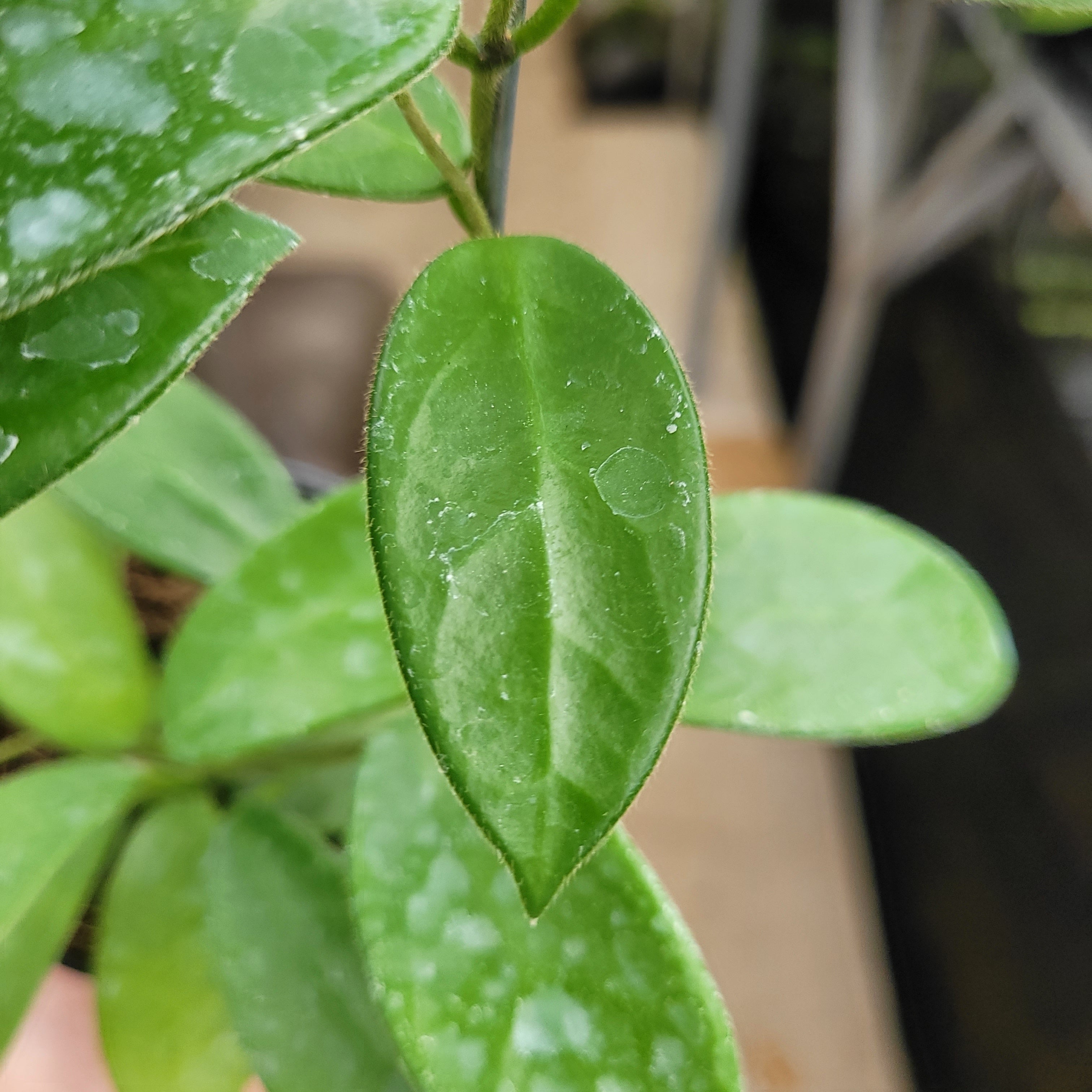 Hoya Vangviengensis