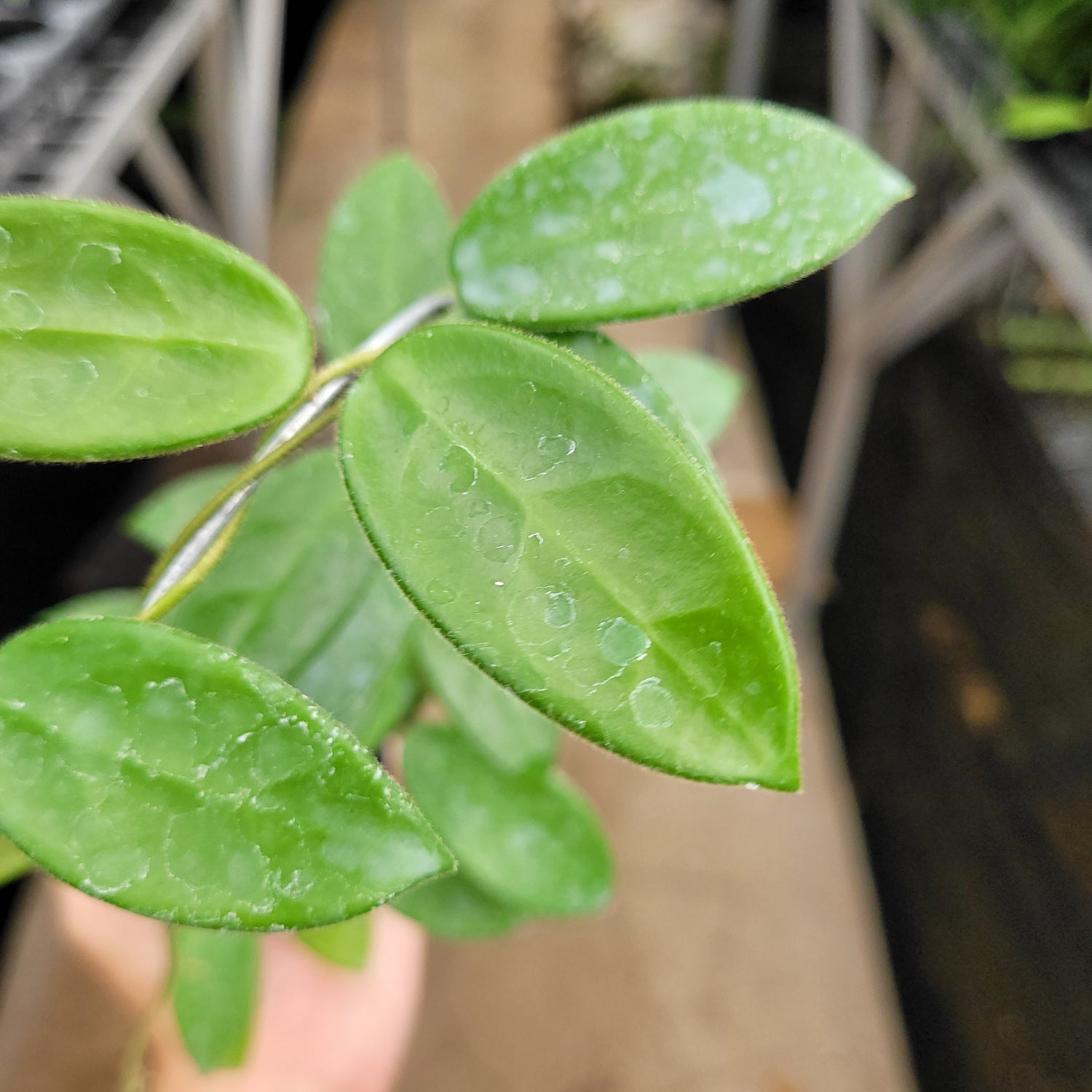 Hoya Vangviengensis