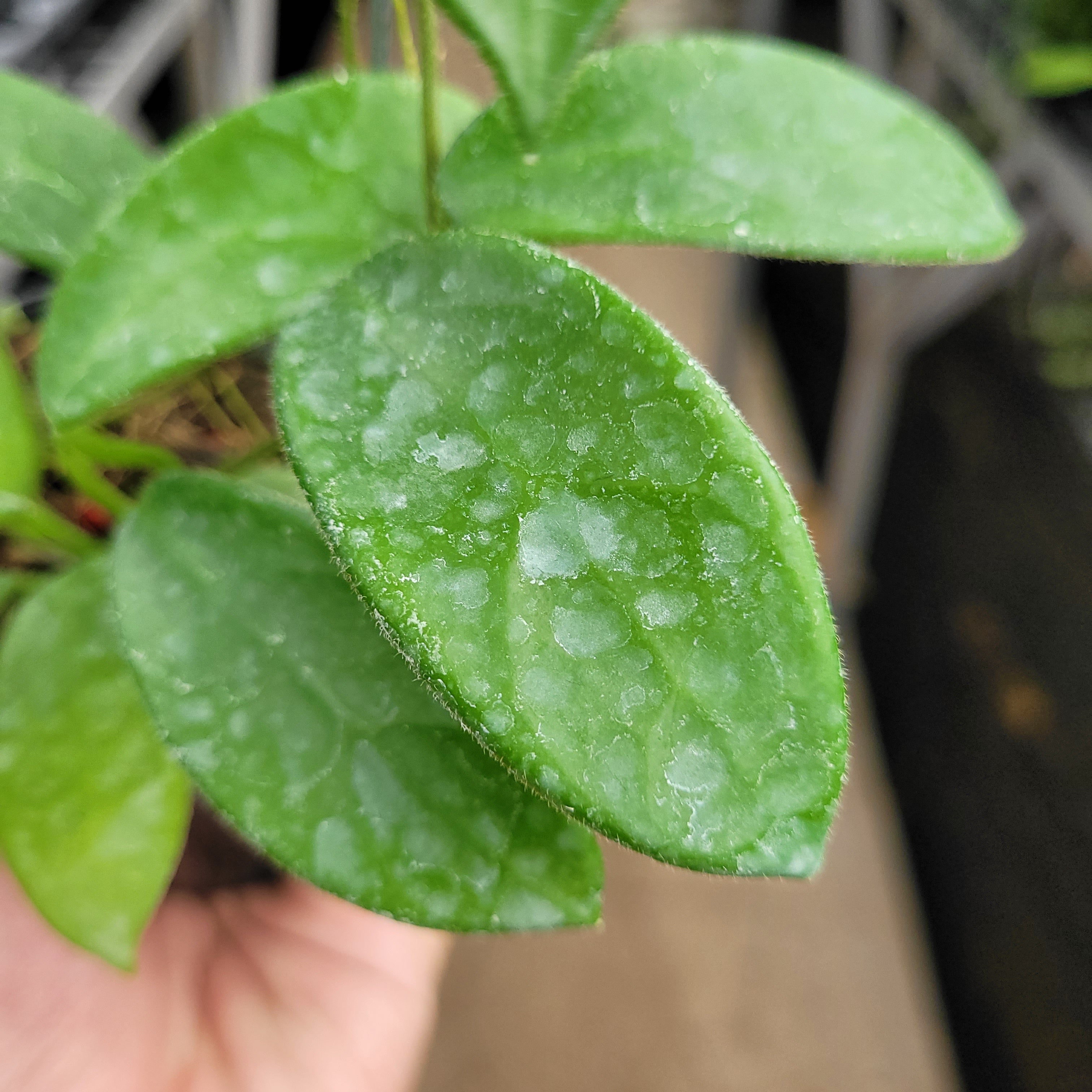 Hoya Vangviengensis