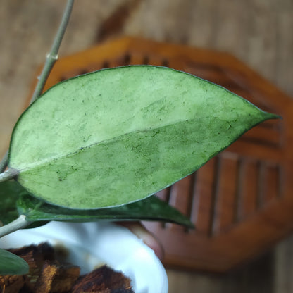 Hoya Verticillata MA-20 Splash