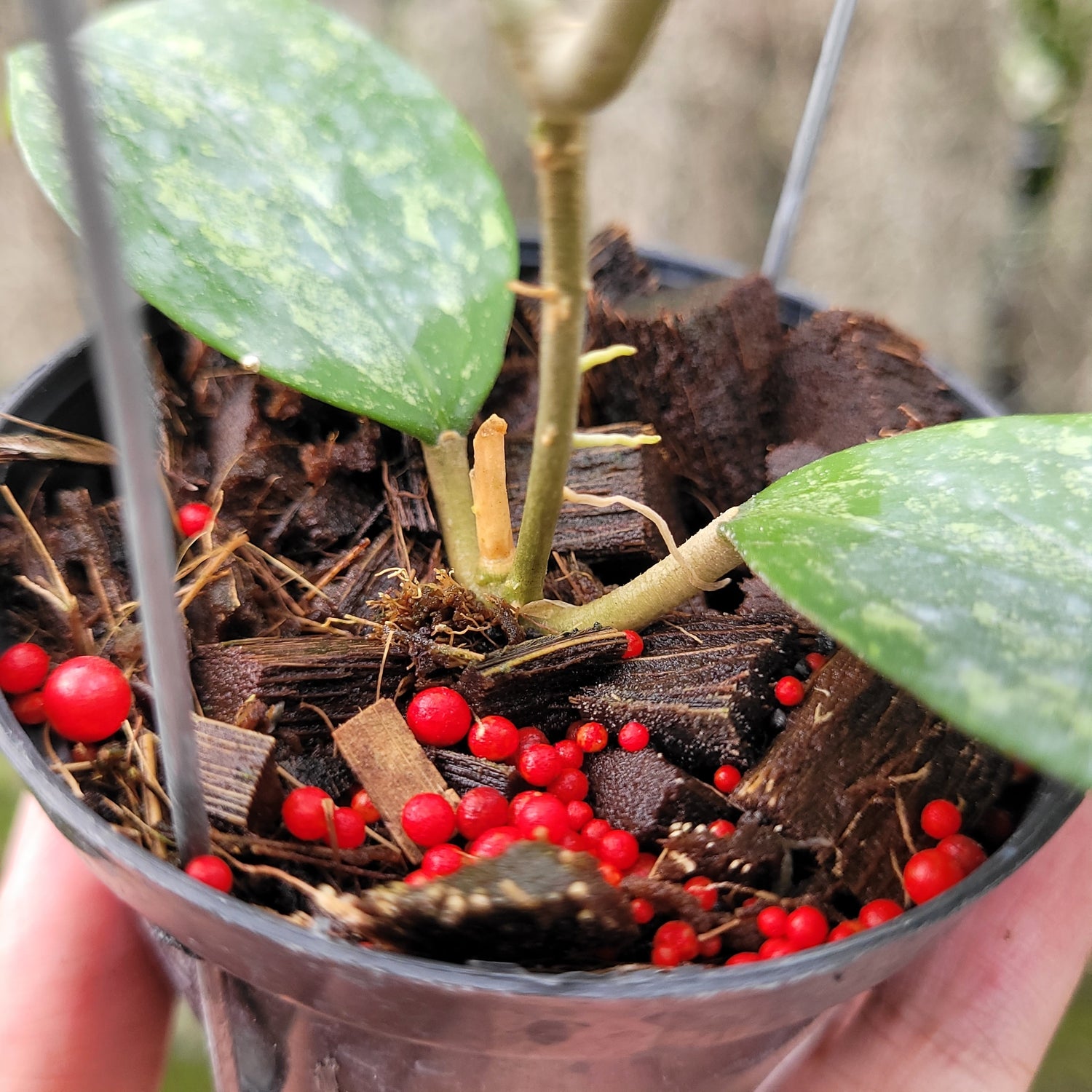 Hoya Verticillata Silver VN-687 (KSB-08)