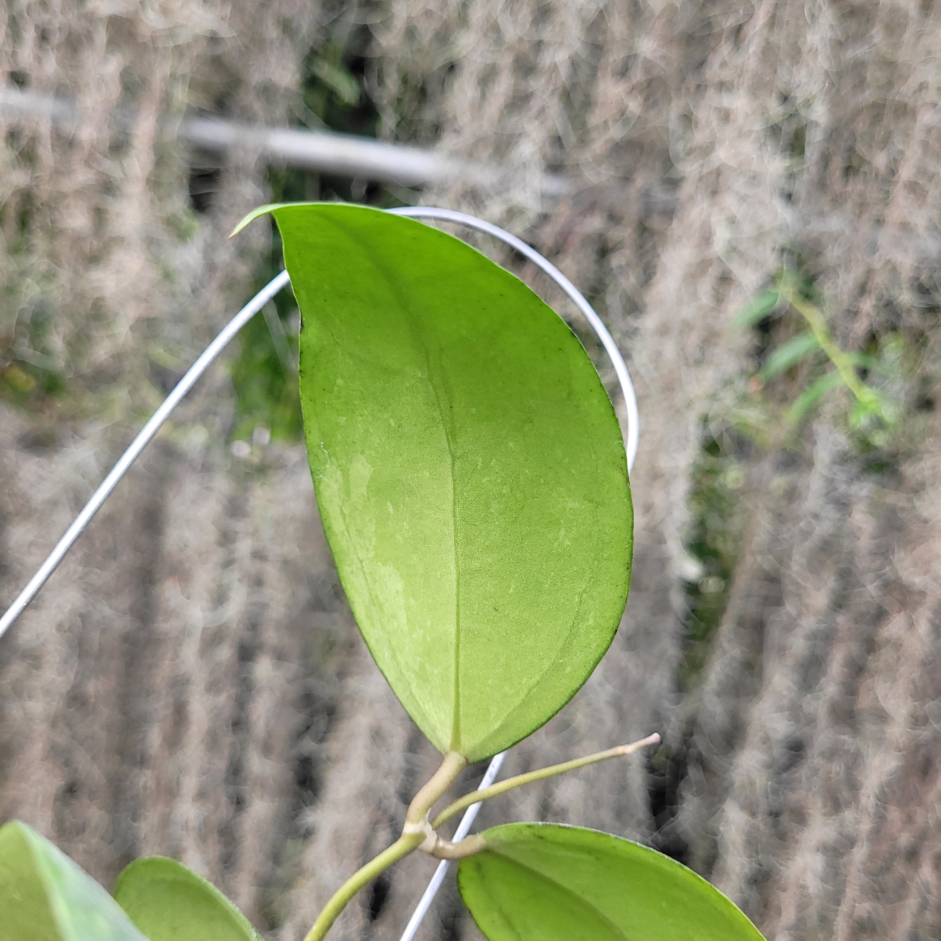 Hoya Verticillata Silver VN-687 (KSB-08)