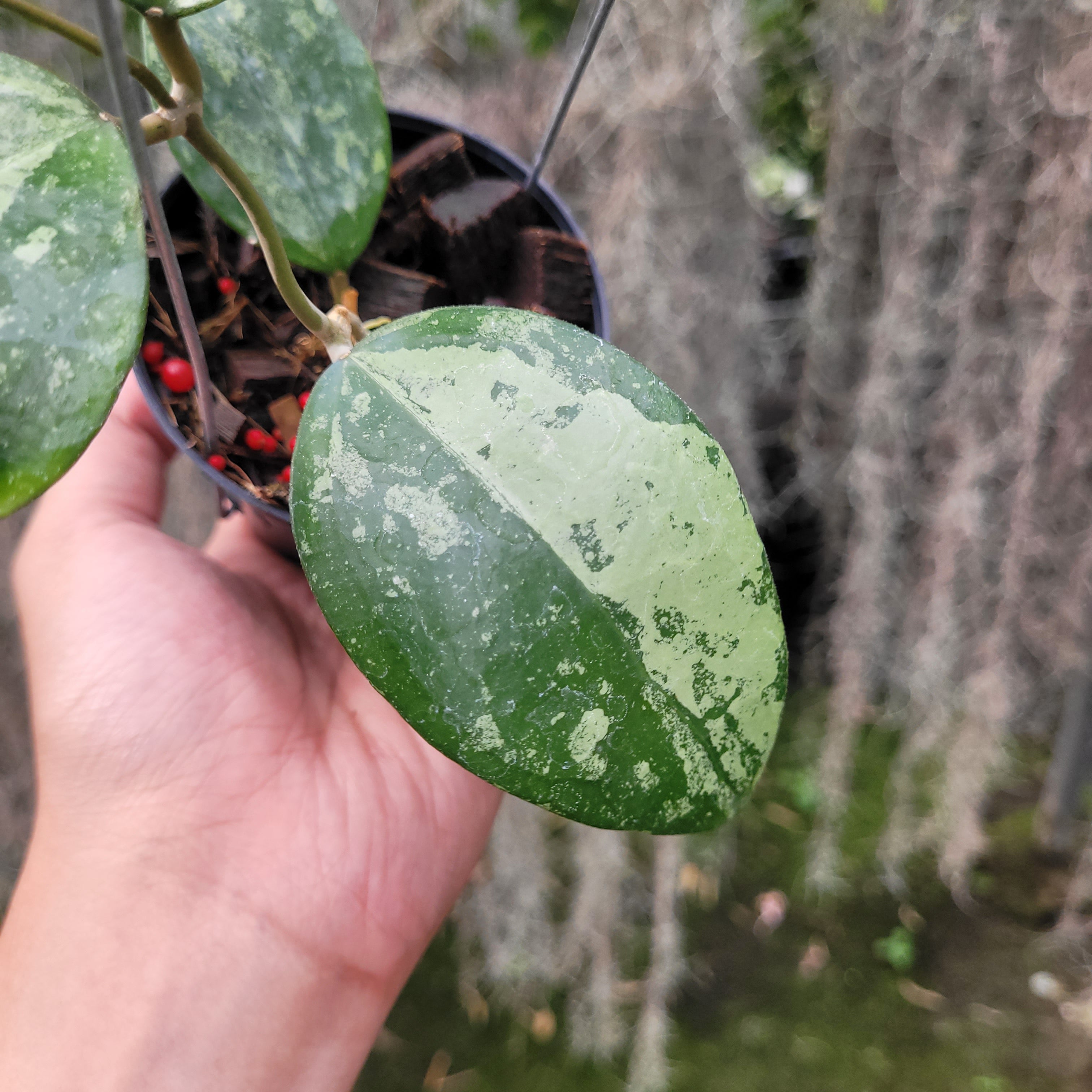 Hoya Verticillata Silver VN-687 (KSB-08)