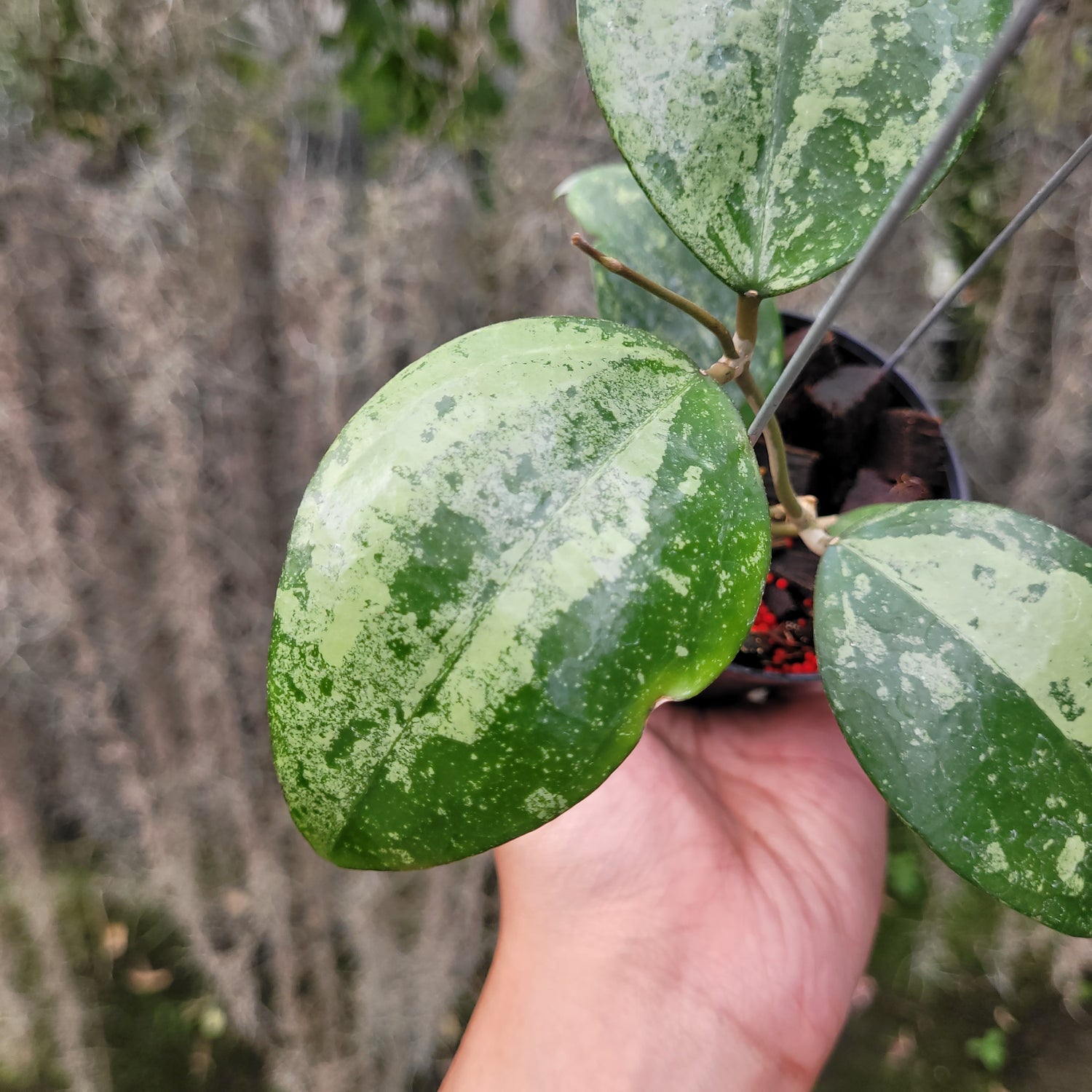 Hoya Verticillata Silver VN-687 (KSB-08)