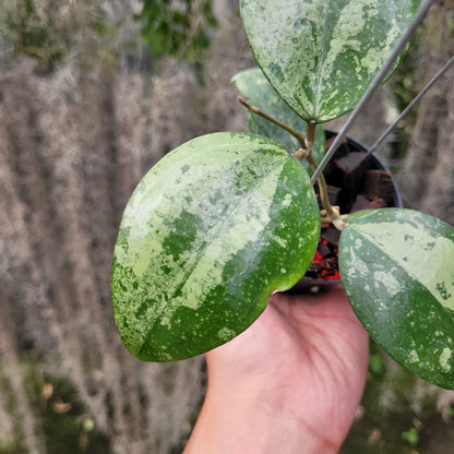 Hoya Verticillata Silver VN-687 (KSB-08)