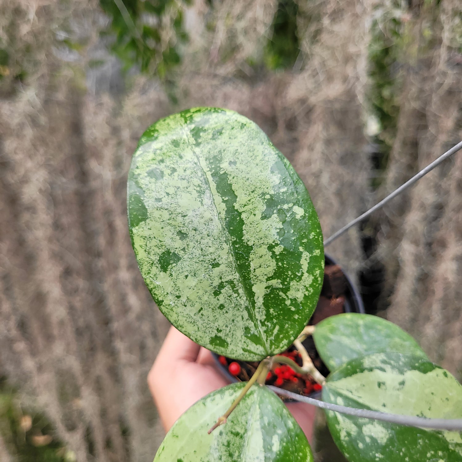 Hoya Verticillata Silver VN-687 (KSB-08)