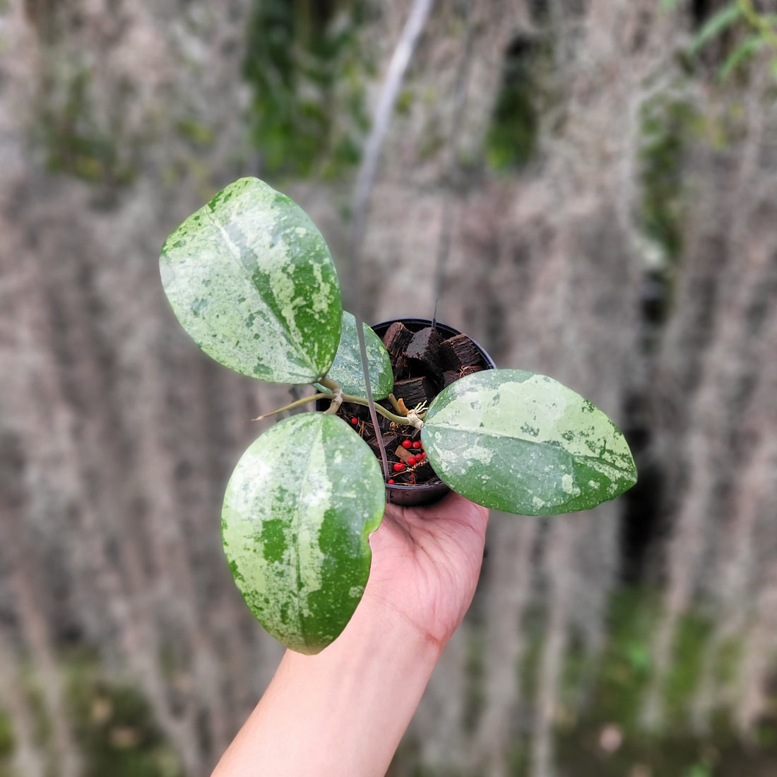 Hoya Verticillata Silver VN-687 (KSB-08)