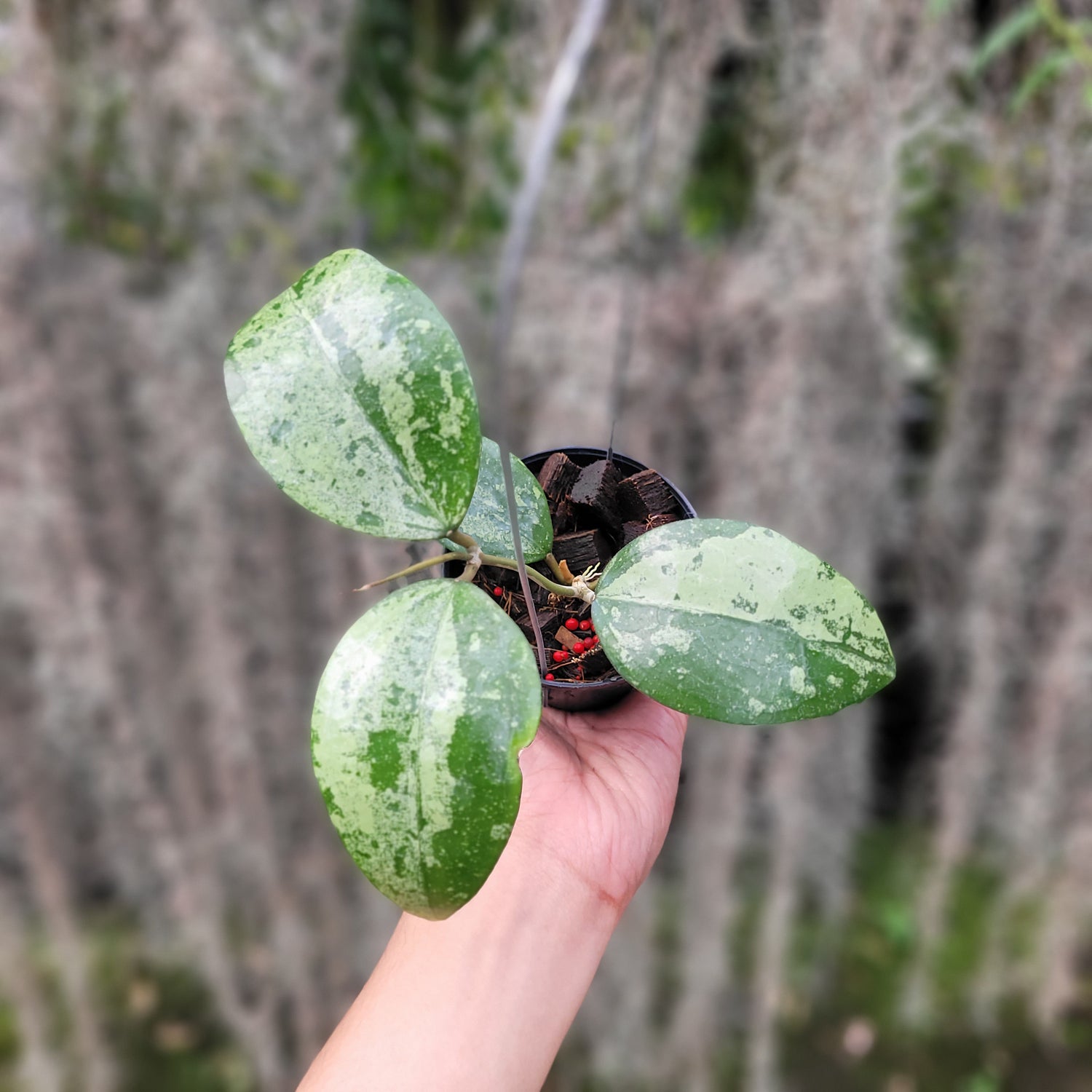 Hoya Verticillata Silver VN-687 (KSB-08)