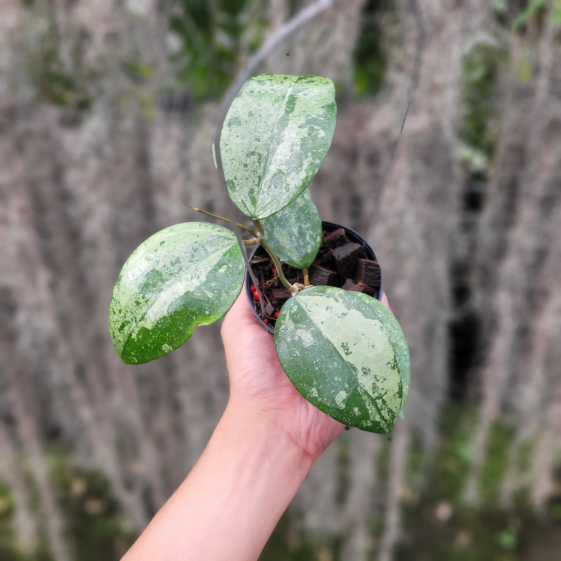 Hoya Verticillata Silver VN-687 (KSB-08)