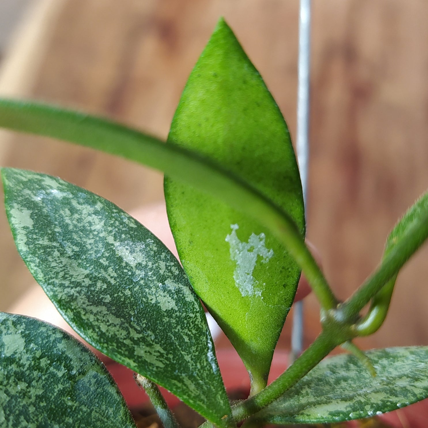 Hoya Waliniana Splash