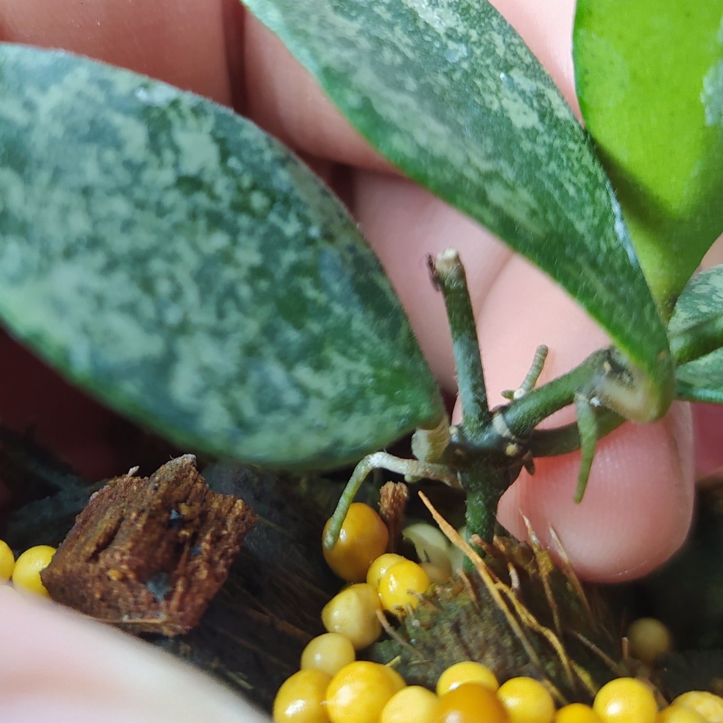 Hoya Waliniana Splash