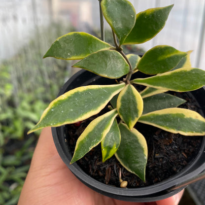 RP49-6 Hoya Bakaoensis Albomarginata