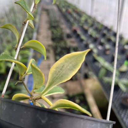 RP49-6 Hoya Bakaoensis Albomarginata