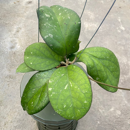RP72-6 Hoya CV Elephant