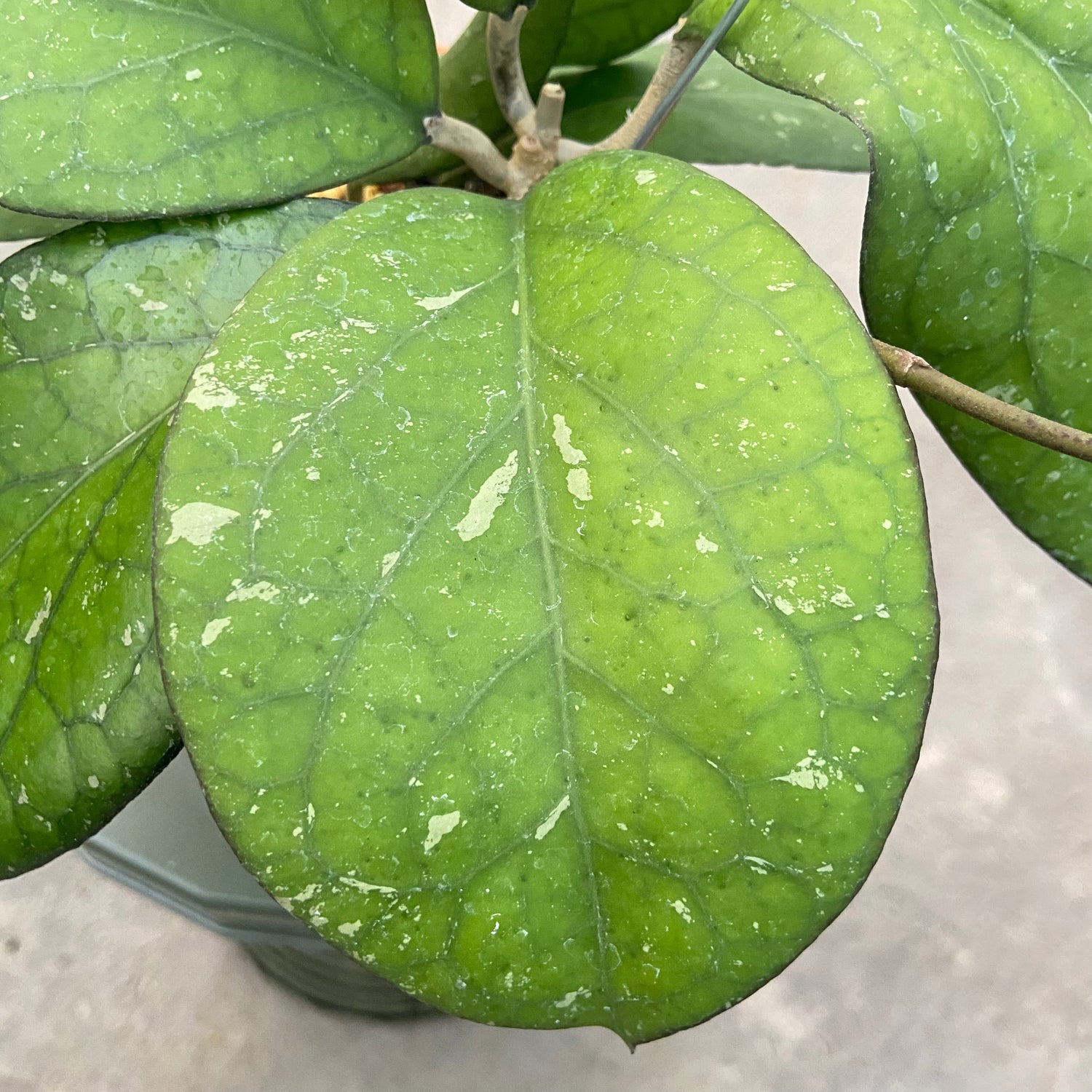 RP72-6 Hoya CV Elephant