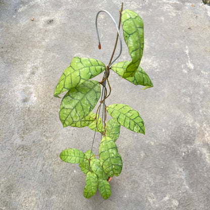 RP64-6 Hoya Callistophylla King Curly Splash