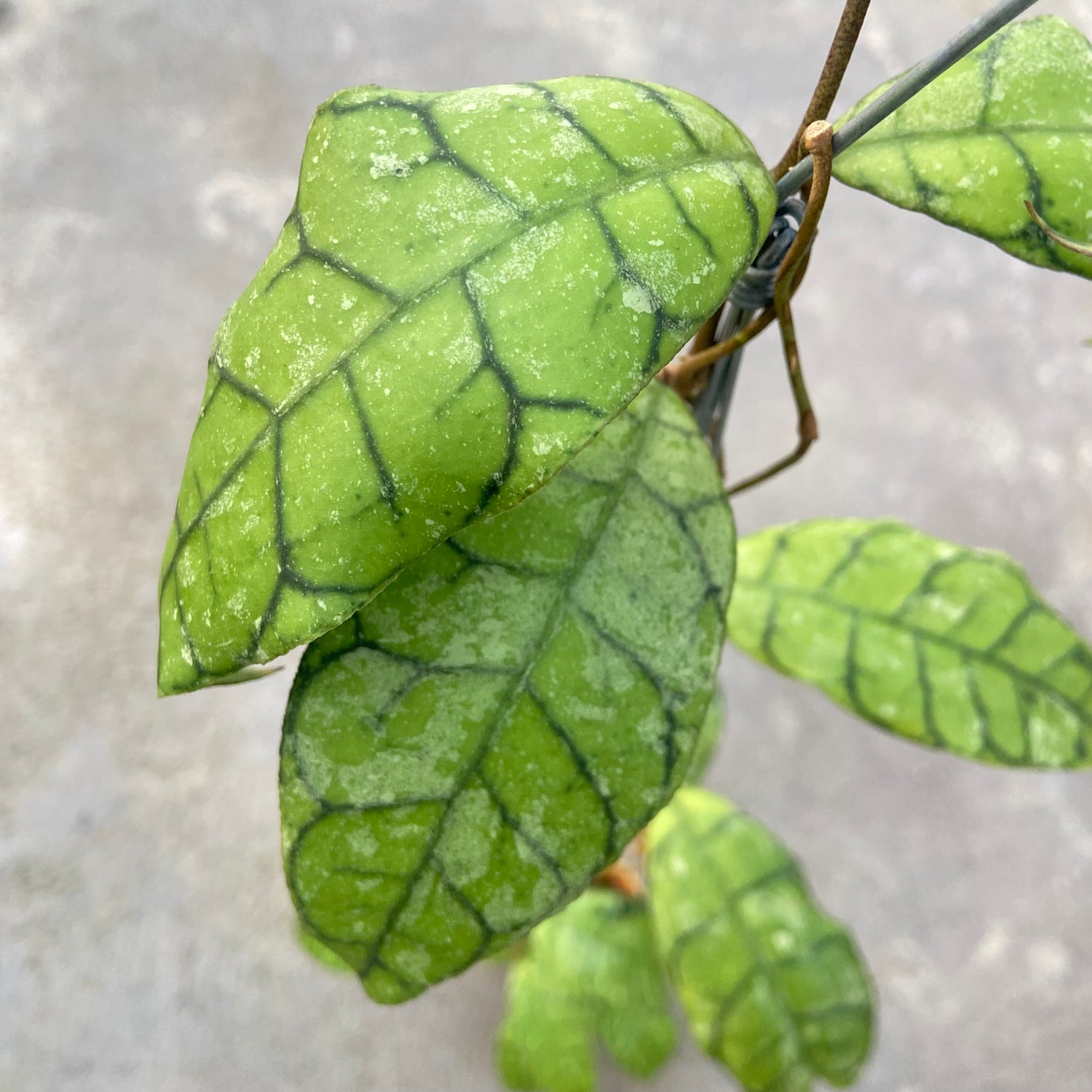 RP64-6 Hoya Callistophylla King Curly Splash