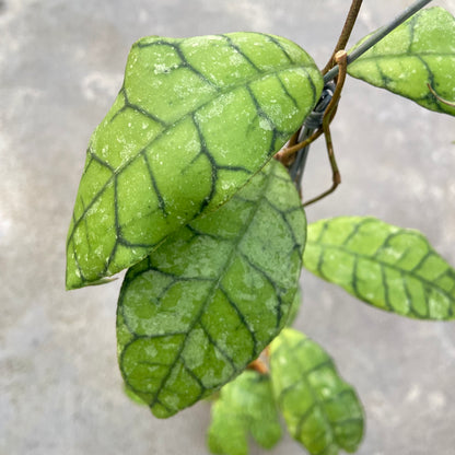 RP64-6 Hoya Callistophylla King Curly Splash