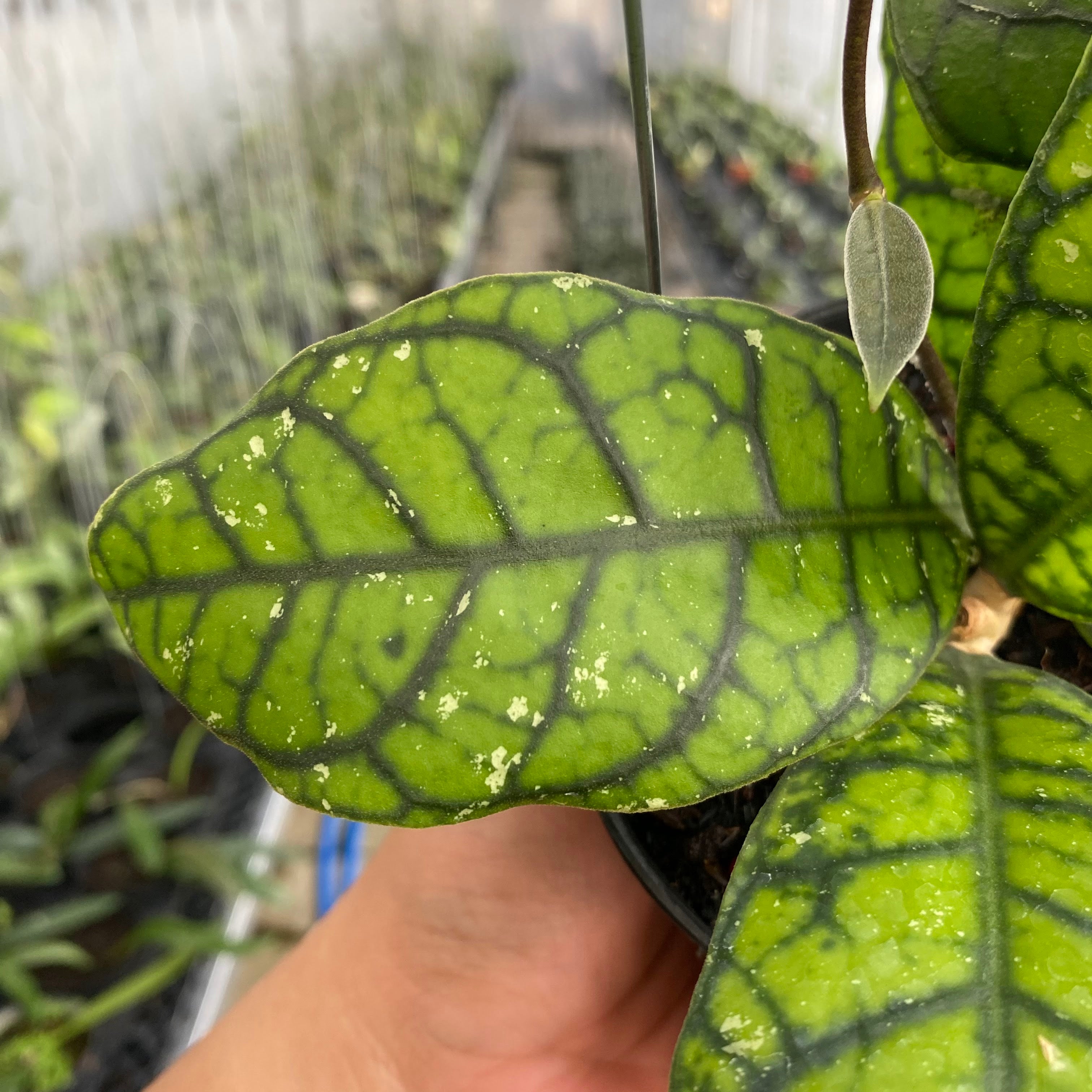 RP51-6 Hoya Callistophylla Venna