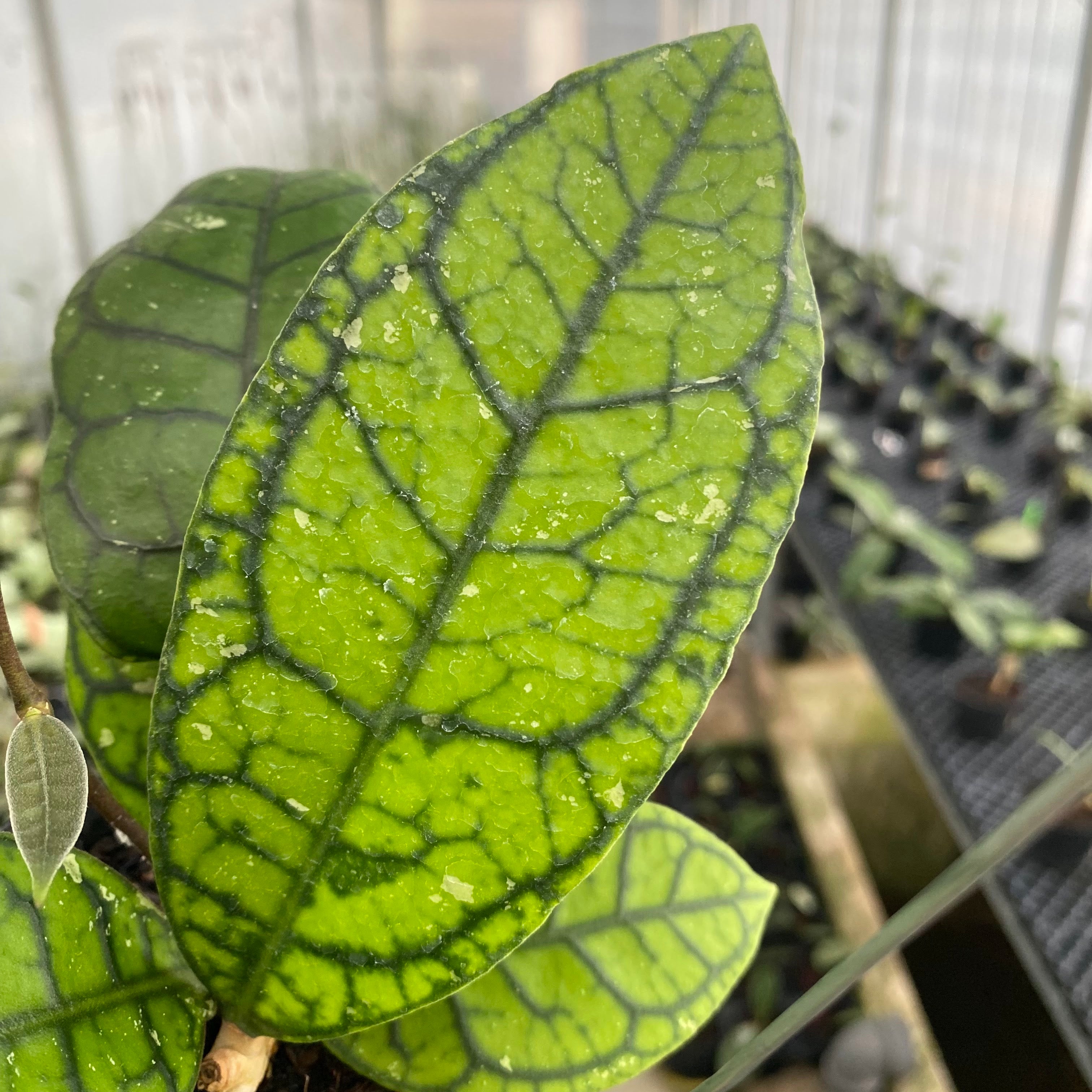 RP51-6 Hoya Callistophylla Venna