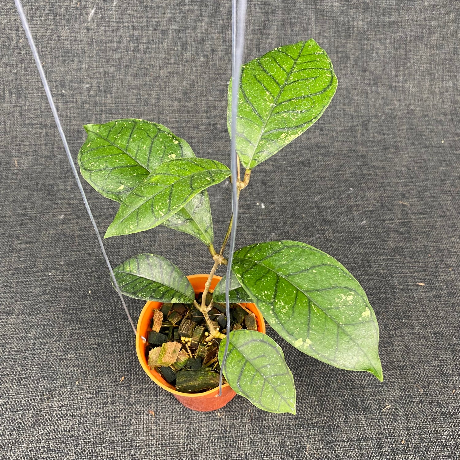 Hoya Callistophylla Spider