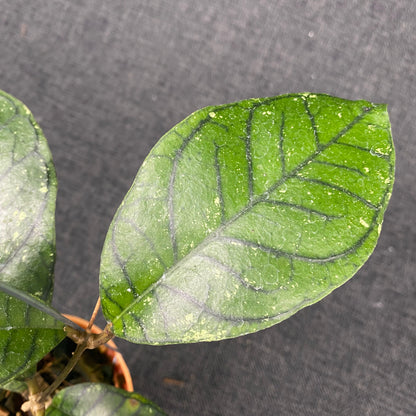 Hoya Callistophylla Spider