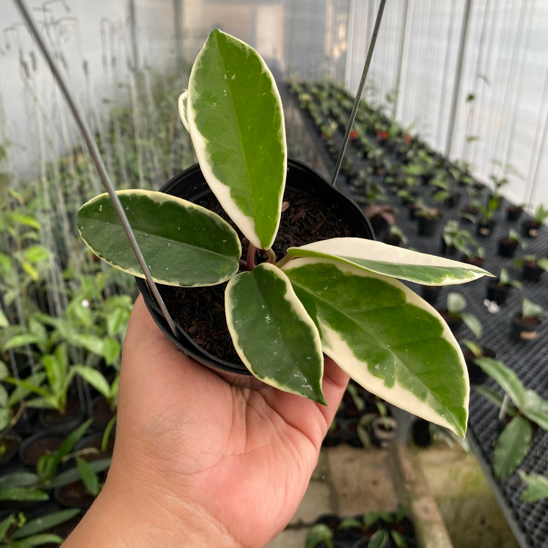 RP53-6 Hoya Carnosa Flamingo Dreams