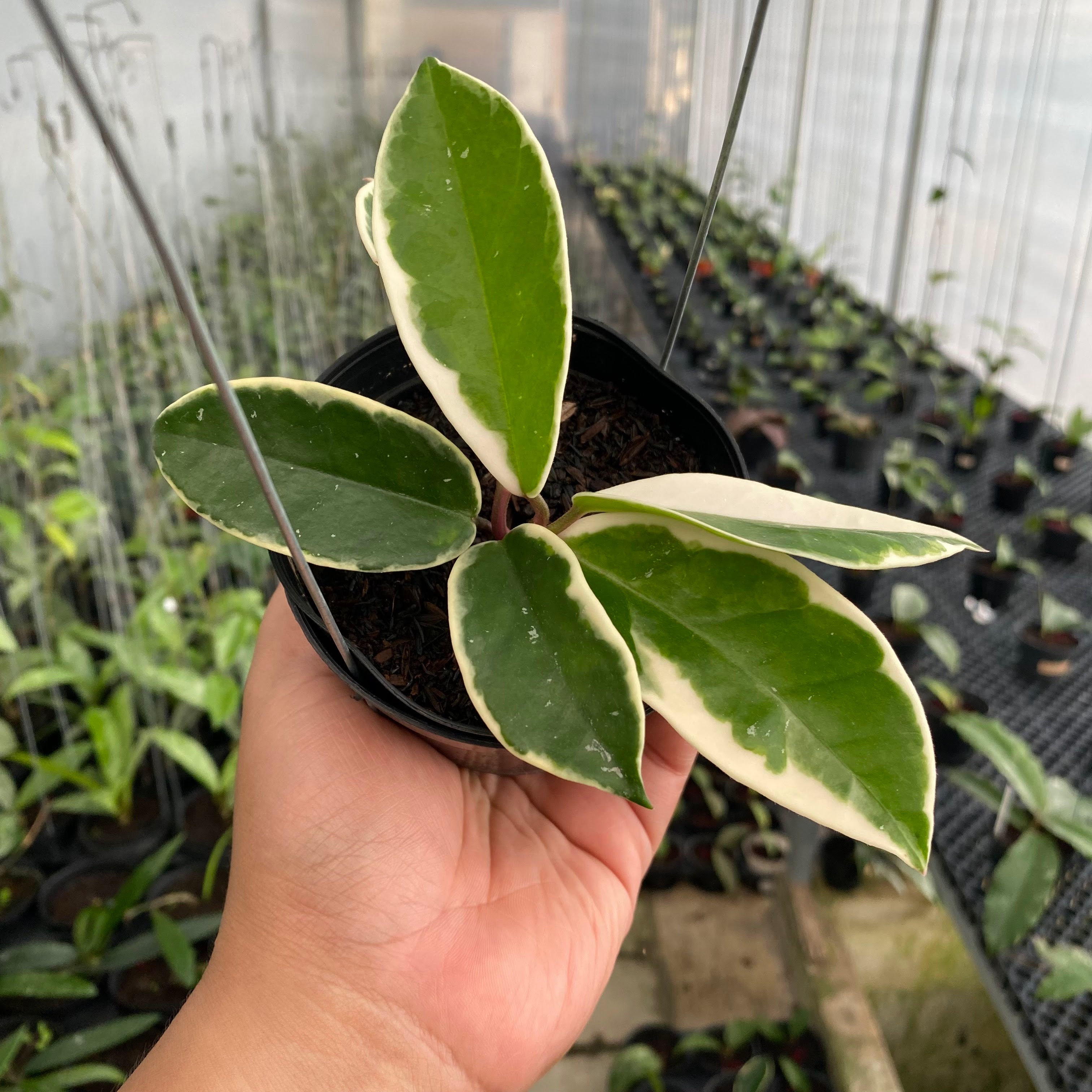RP53-6 Hoya Carnosa Flamingo Dreams