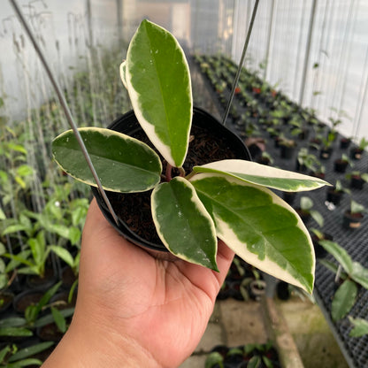 RP53-6 Hoya Carnosa Flamingo Dreams