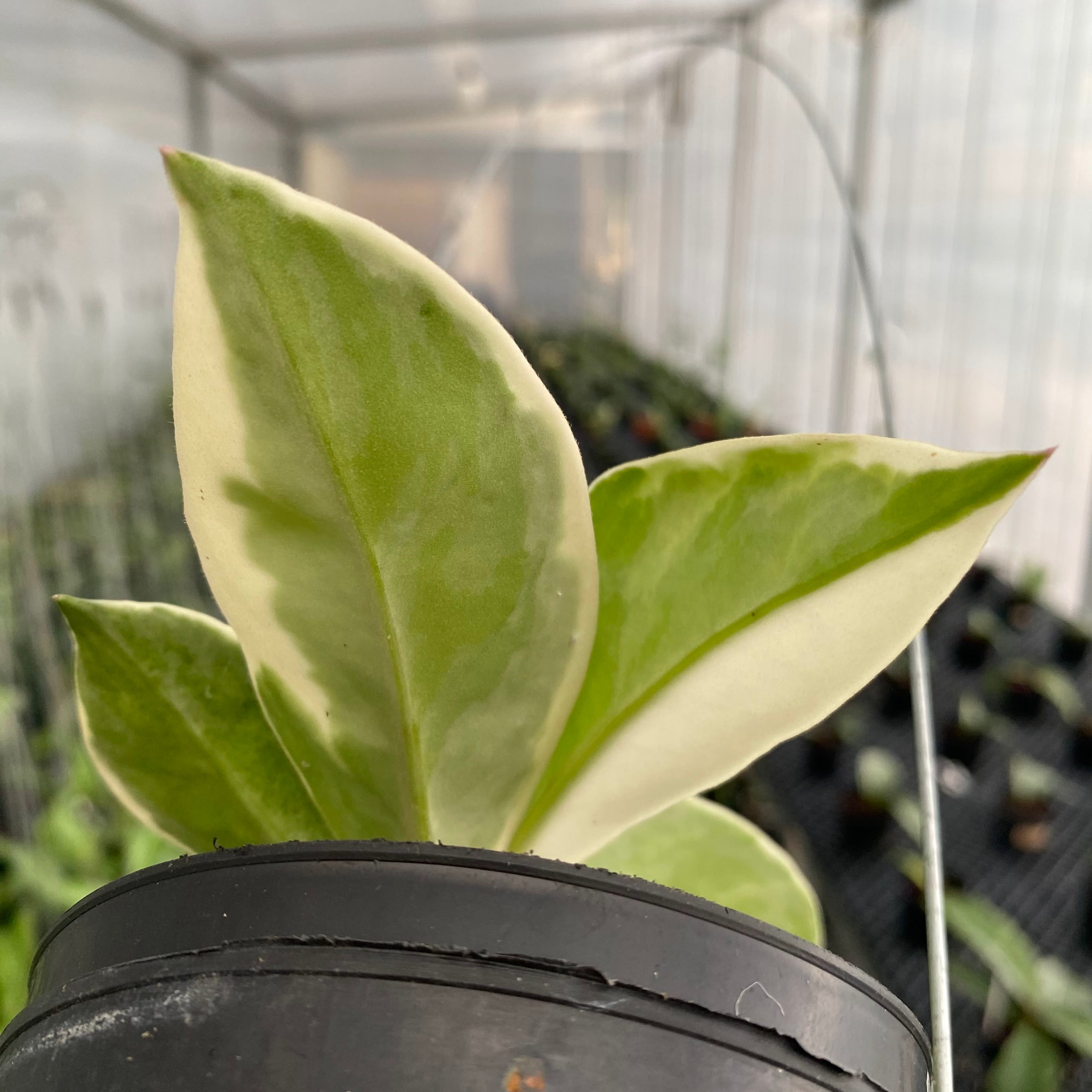 RP53-6 Hoya Carnosa Flamingo Dreams